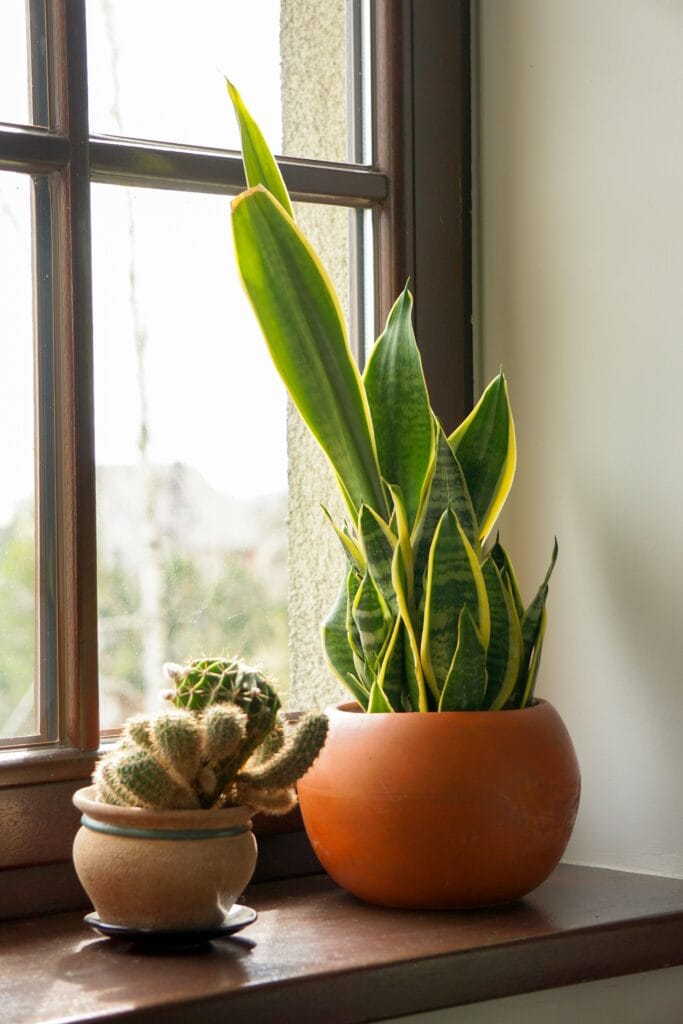Levar o verde para dentro de casa é uma das maneiras mais simples e eficazes de transformar o ambiente. Plantas purificam o ar, reduzem o estresse, aumentam a umidade e adicionam charme à decoração.