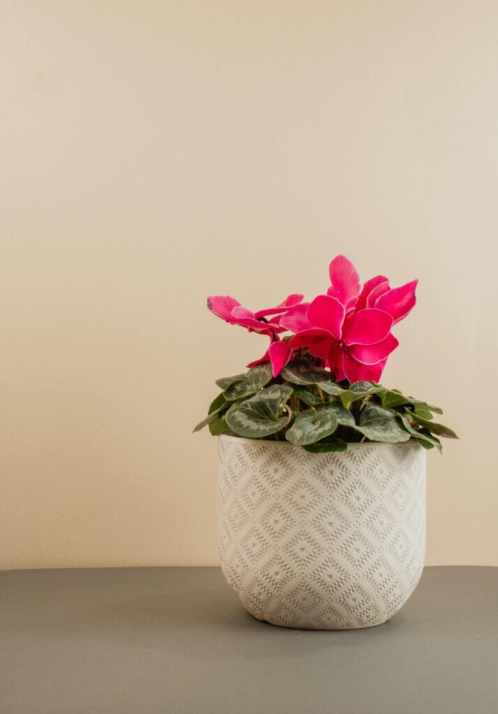 Levar o verde para dentro de casa é uma das maneiras mais simples e eficazes de transformar o ambiente. Plantas purificam o ar, reduzem o estresse, aumentam a umidade e adicionam charme à decoração.