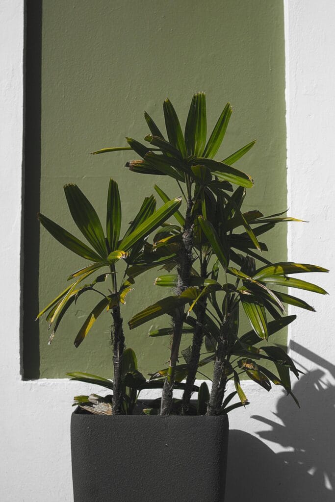 Levar o verde para dentro de casa é uma das maneiras mais simples e eficazes de transformar o ambiente. Plantas purificam o ar, reduzem o estresse, aumentam a umidade e adicionam charme à decoração.