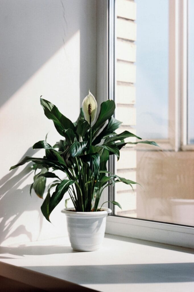 Levar o verde para dentro de casa é uma das maneiras mais simples e eficazes de transformar o ambiente. Plantas purificam o ar, reduzem o estresse, aumentam a umidade e adicionam charme à decoração.