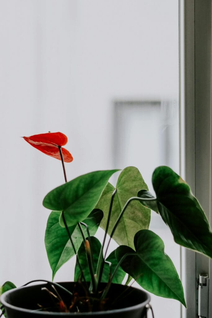 Levar o verde para dentro de casa é uma das maneiras mais simples e eficazes de transformar o ambiente. Plantas purificam o ar, reduzem o estresse, aumentam a umidade e adicionam charme à decoração.