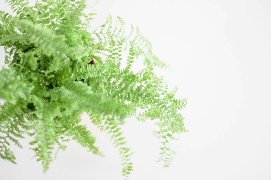 Levar o verde para dentro de casa é uma das maneiras mais simples e eficazes de transformar o ambiente. Plantas purificam o ar, reduzem o estresse, aumentam a umidade e adicionam charme à decoração.