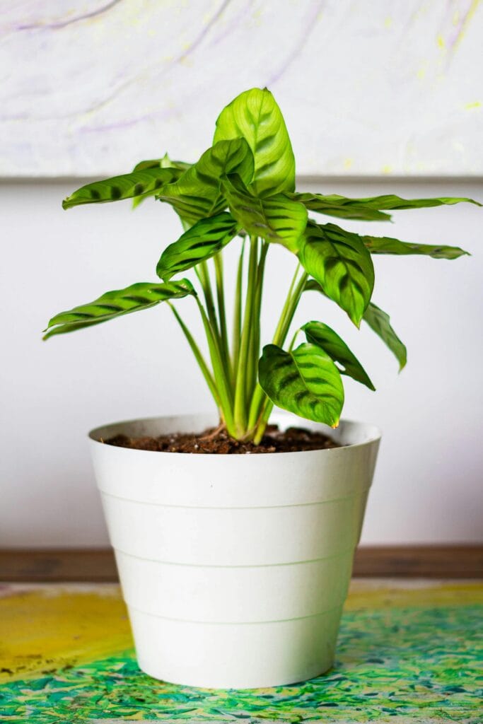Levar o verde para dentro de casa é uma das maneiras mais simples e eficazes de transformar o ambiente. Plantas purificam o ar, reduzem o estresse, aumentam a umidade e adicionam charme à decoração.