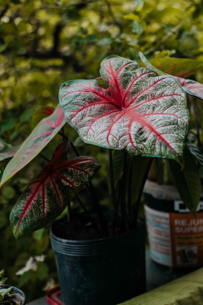 Levar o verde para dentro de casa é uma das maneiras mais simples e eficazes de transformar o ambiente. Plantas purificam o ar, reduzem o estresse, aumentam a umidade e adicionam charme à decoração.