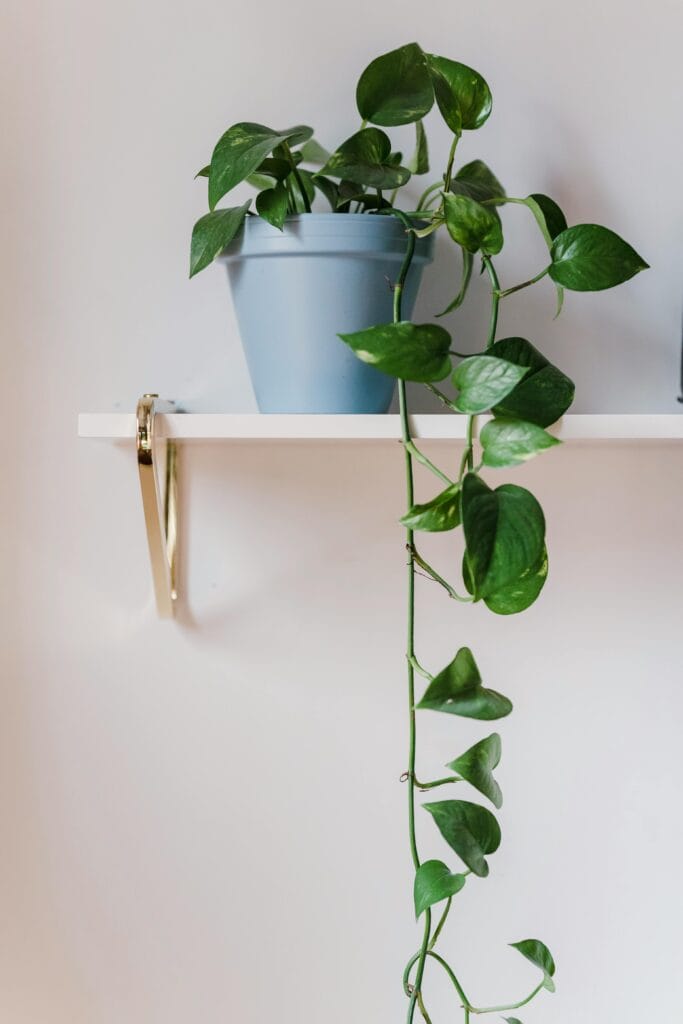 Levar o verde para dentro de casa é uma das maneiras mais simples e eficazes de transformar o ambiente. Plantas purificam o ar, reduzem o estresse, aumentam a umidade e adicionam charme à decoração.